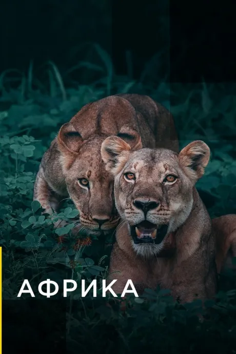 Африка (сериал 2016)