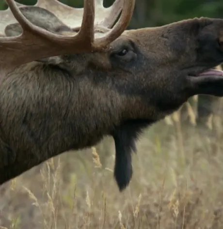 Alaska: Earth’s Frozen Kingdom (сериал 2015)